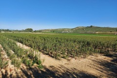 Viveros Ángel García · Pistacho y almendro