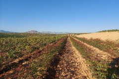 Viveros Ángel García · Pistacho y almendro